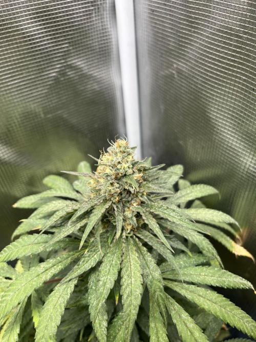 Purple Lemonade FF. Fastbuds. Week 14