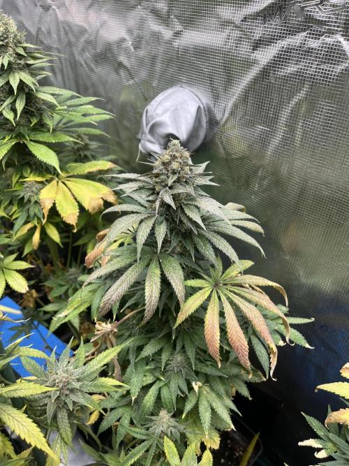 Purple Lemonade FF. Fastbuds. Week 14