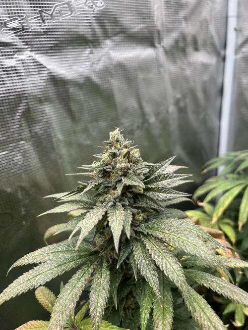 Purple Lemonade FF. Fastbuds. Week 14