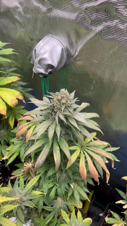 Purple Lemonade FF. Fastbuds