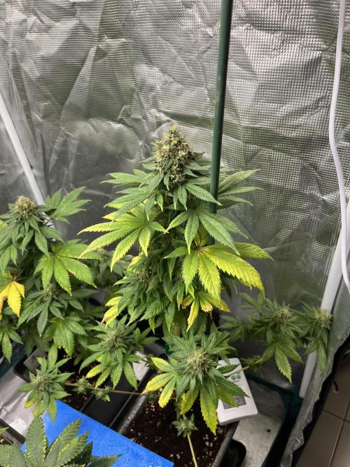 Monster Maker. Sweetseeds. Week 14