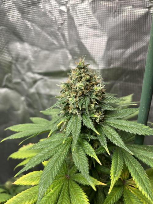Monster Maker. Sweetseeds. Week 14