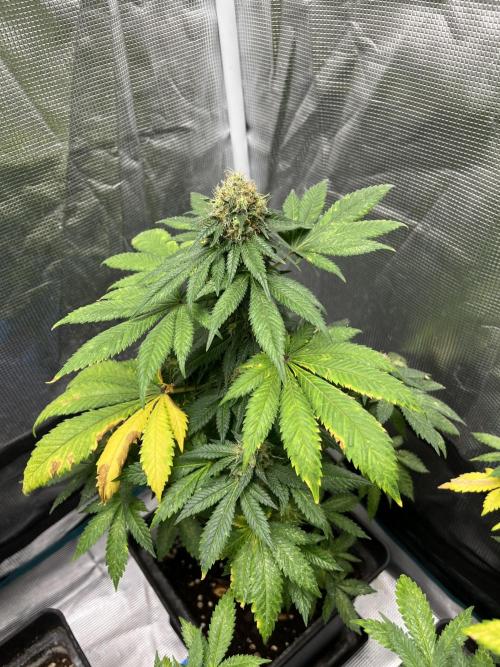 Monster Maker. Sweetseeds. Week 14
