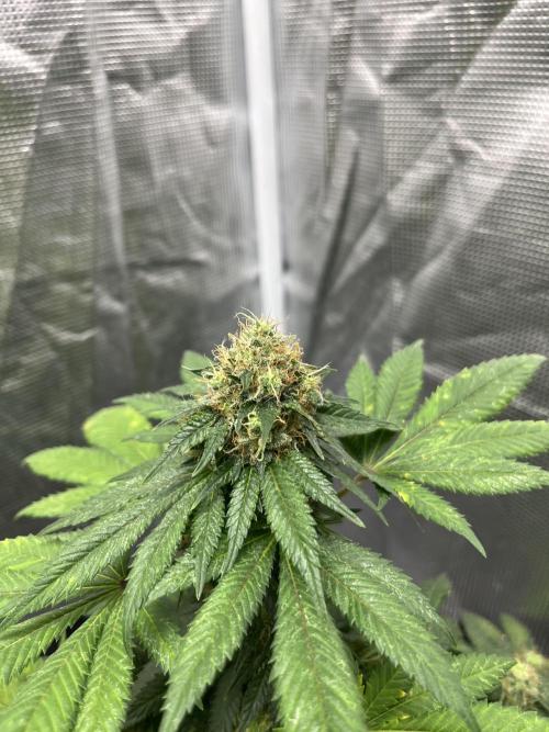 Monster Maker. Sweetseeds. Week 14