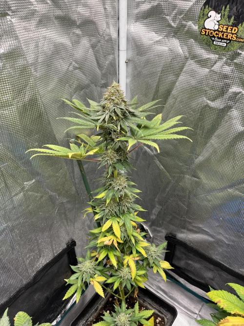 Monster Maker. Sweetseeds. Week 14