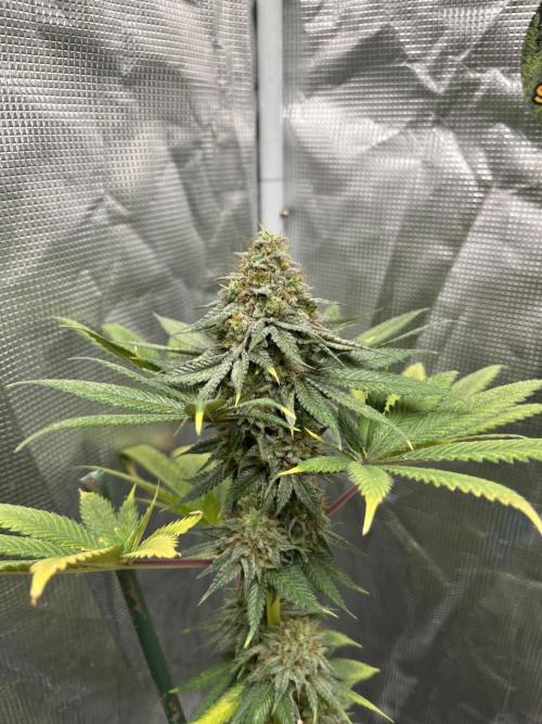 Monster Maker. Sweetseeds. Week 14