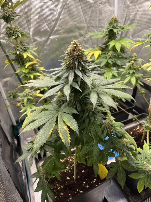 Monster Maker. Sweetseeds. Week 14