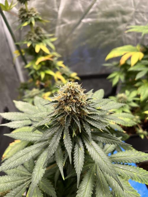 Monster Maker. Sweetseeds. Week 14