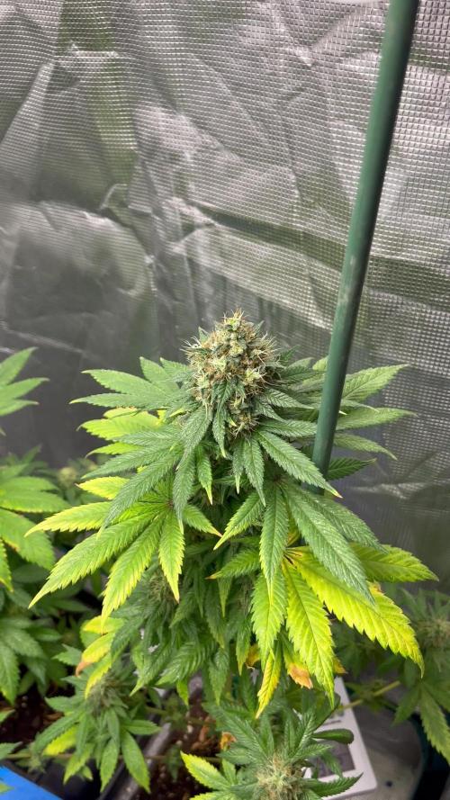 Monster Maker. Sweetseeds