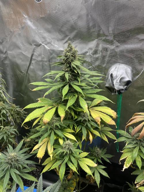 Mental Rainbow fast. Sweetseeds. Week 14