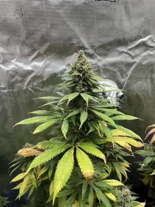 Mental Rainbow fast. Sweetseeds. Week 14