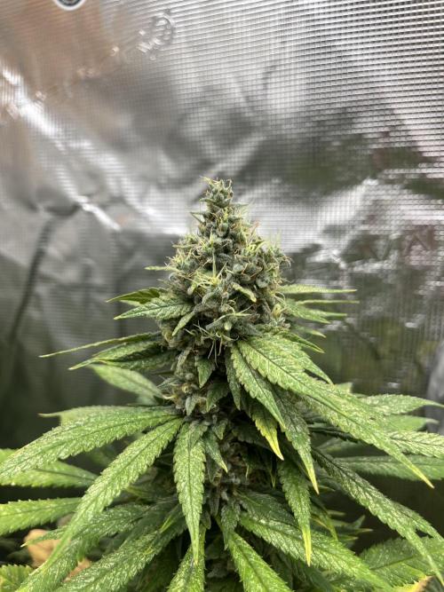 Mental Rainbow fast. Sweetseeds. Week 14