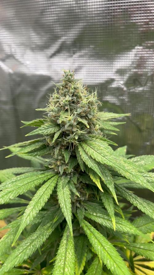 Mental Rainbow fast. Sweetseeds