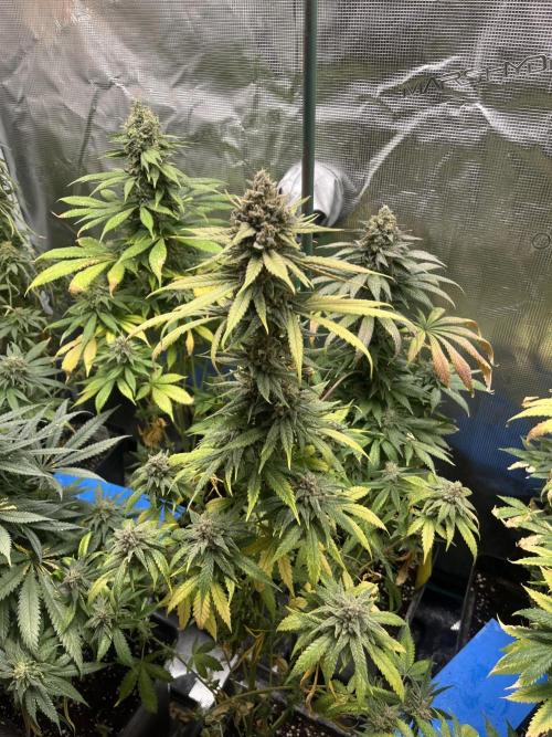 Gorilla Girl F1. Sweetseeds. Week 14