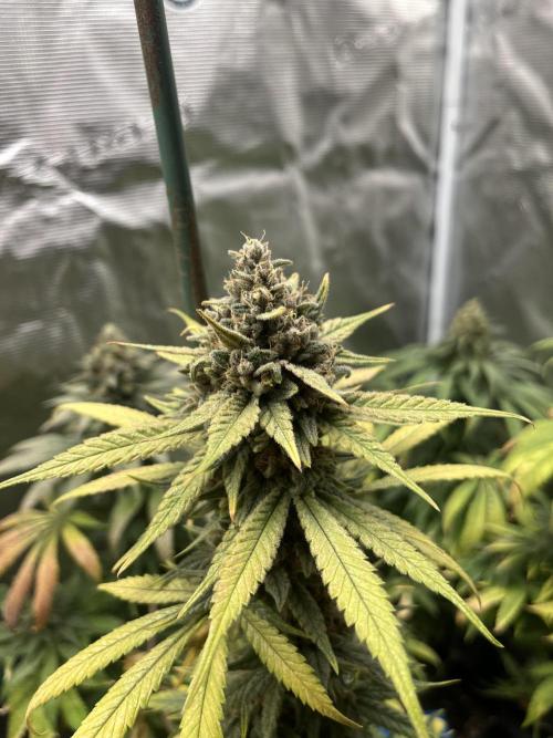 Gorilla Girl F1. Sweetseeds. Week 14