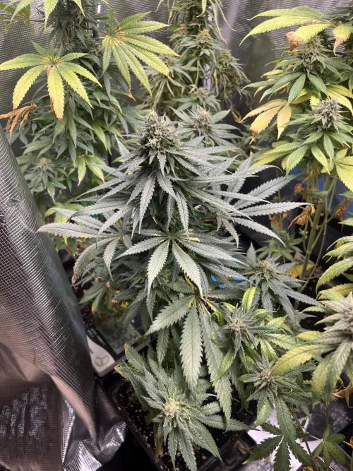 Gorilla Girl F1. Sweetseeds. Week 14