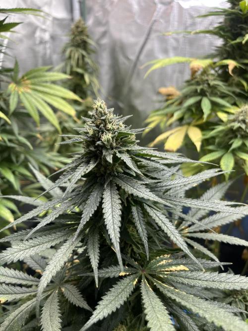 Gorilla Girl F1. Sweetseeds. Week 14