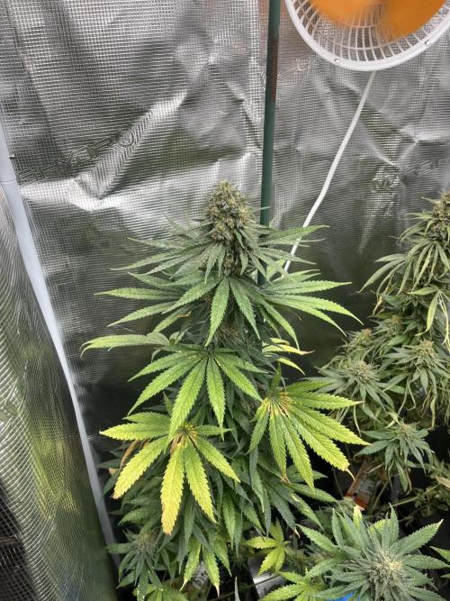 Gorilla Girl F1. Sweetseeds. Week 14