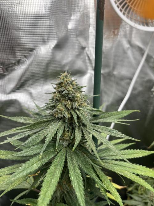 Gorilla Girl F1. Sweetseeds. Week 14