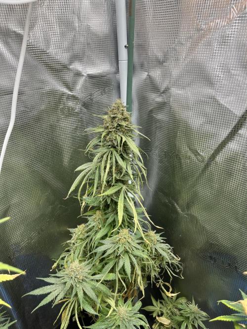 Gorilla Girl F1. Sweetseeds. Week 14