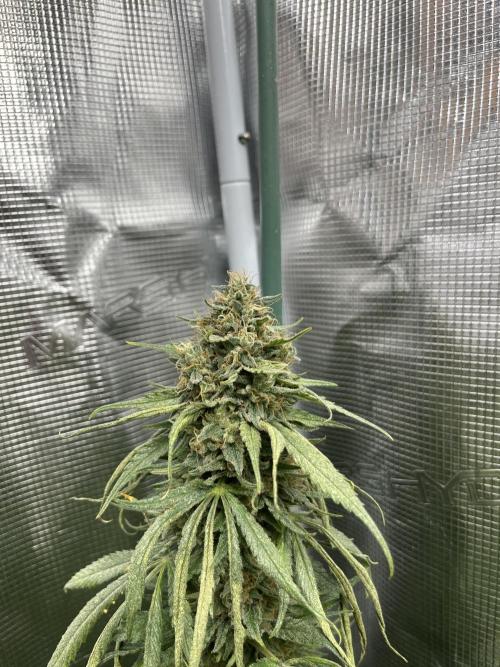 Gorilla Girl F1. Sweetseeds. Week 14