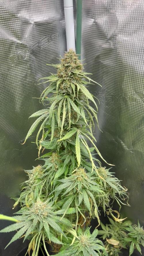 Gorilla Girl F1. Sweetseeds