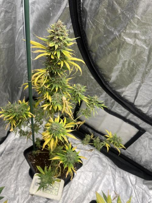 Forbidden Mochi. Seedstockers. Week 14