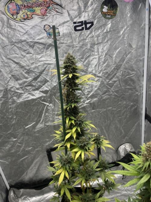 Forbidden Mochi. Seedstockers. Week 14