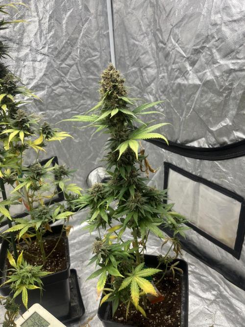 Forbidden Mochi. Seedstockers. Week 14