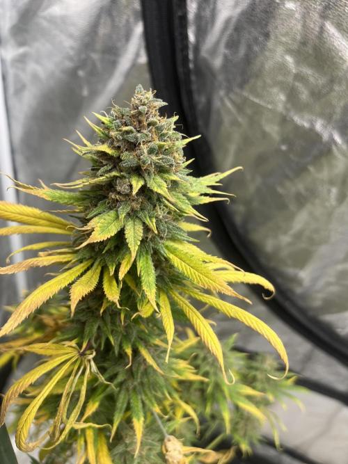 Forbidden Mochi. Seedstockers. Week 14