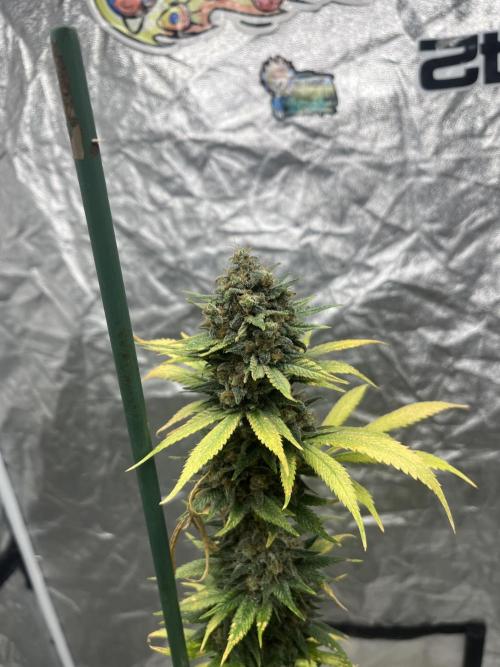 Forbidden Mochi. Seedstockers. Week 14