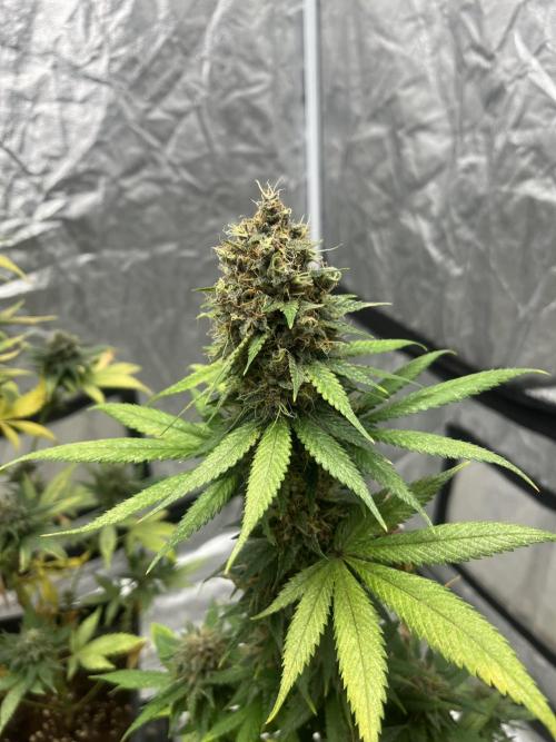Forbidden Mochi. Seedstockers. Week 14