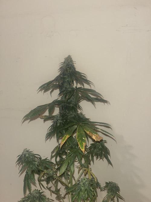F.U.H. Seedstockers. Week 14