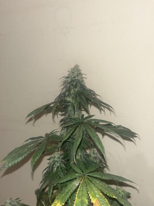 F.U.H. Seedstockers. Week 14