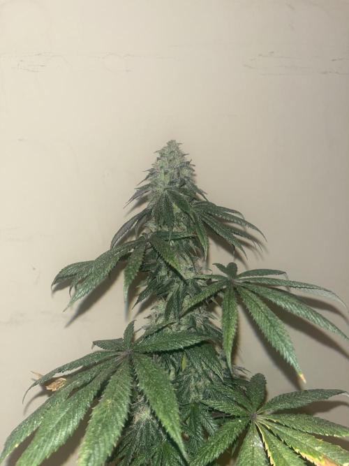 F.U.H. Seedstockers. Week 14