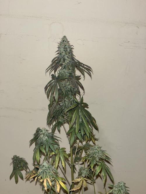 F.U.H. Seedstockers. Week 14