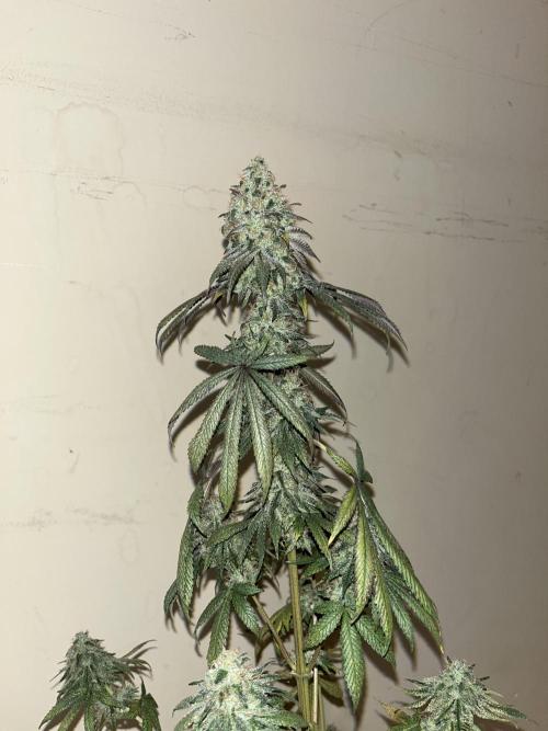 F.U.H. Seedstockers. Week 14