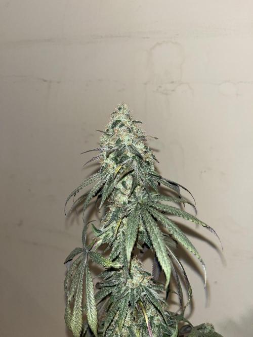 F.U.H. Seedstockers. Week 14