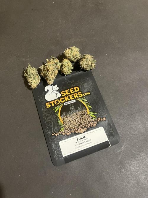 F.U.H. Seedstockers. Week 14