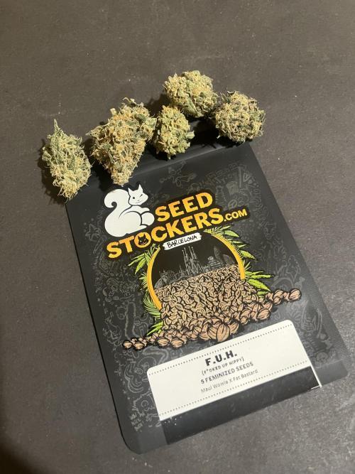 F.U.H. Seedstockers. Week 14