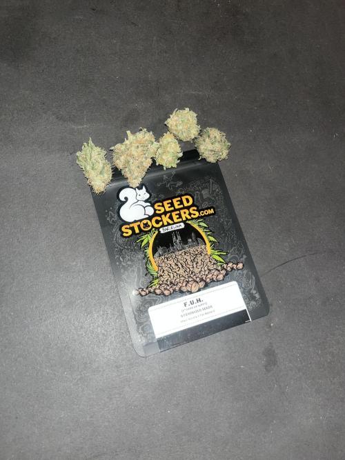 F.U.H. Seedstockers. Week 14
