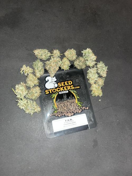 F.U.H. Seedstockers. Week 14
