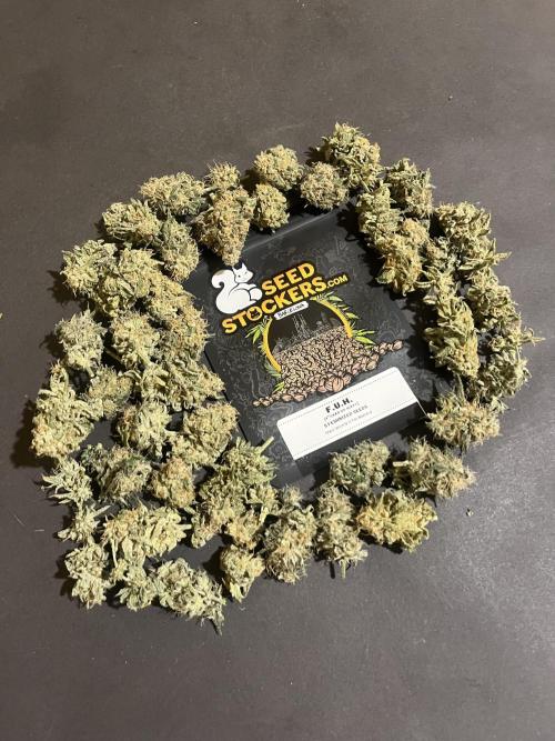 F.U.H. Seedstockers. Week 14