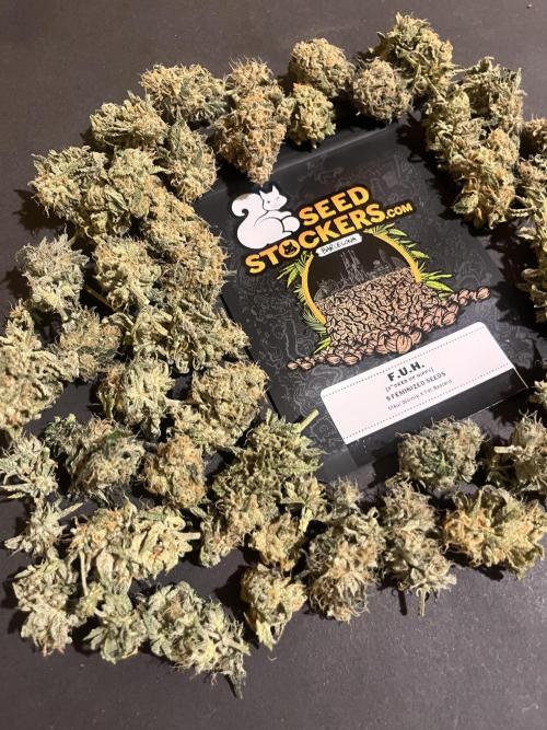 F.U.H. Seedstockers. Week 14
