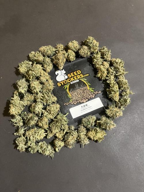 F.U.H. Seedstockers. Week 14