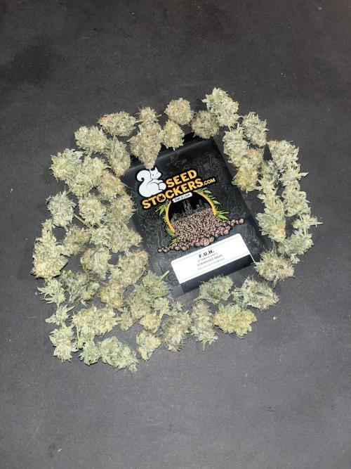 F.U.H. Seedstockers. Week 14