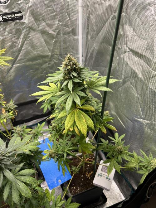 Monster Maker. Sweetseeds. Week 15