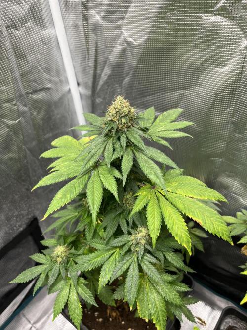 Monster Maker. Sweetseeds. Week 15