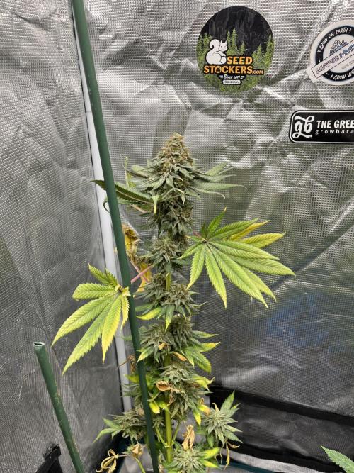 Monster Maker. Sweetseeds. Week 15