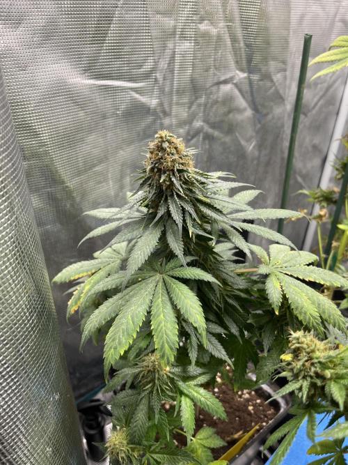 Monster Maker. Sweetseeds. Week 15